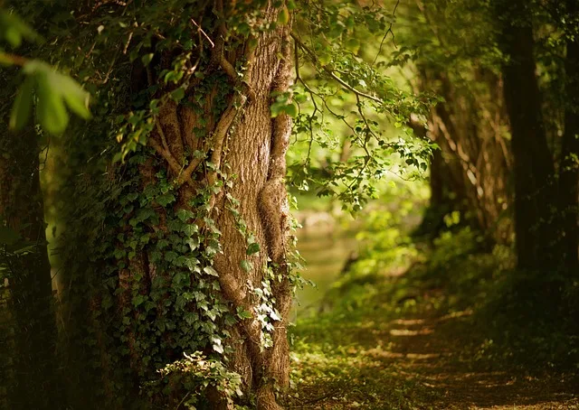 immersion bois bain de forêt