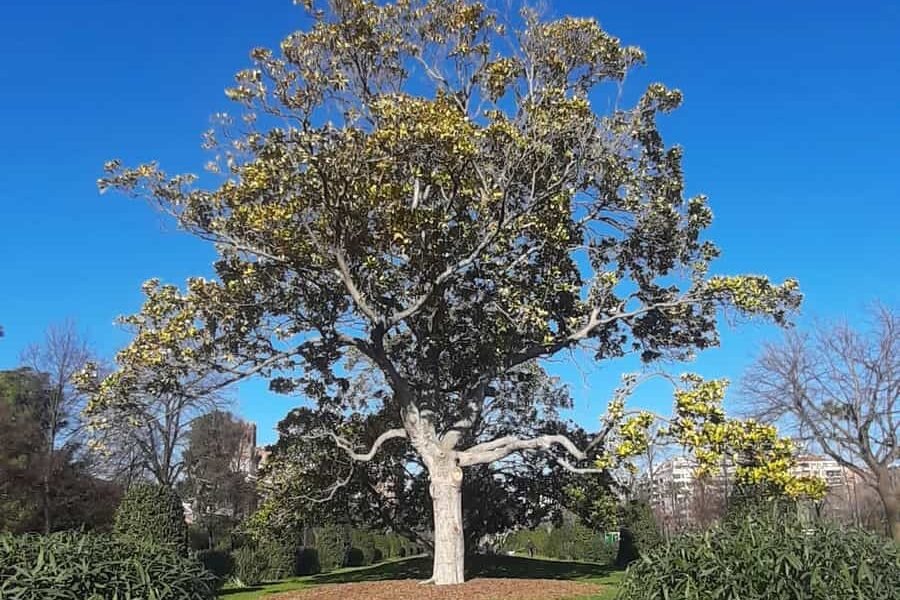 Magnolia way - barcelone