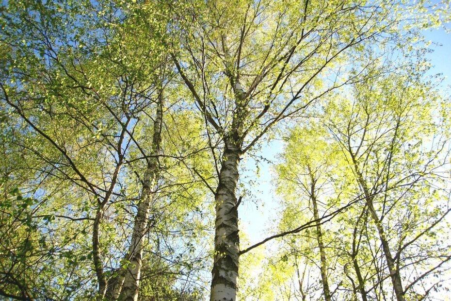 Coaching nature Barcelone